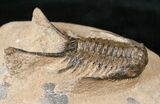 Long Chlustinia Trilobite - Rare Species #15555-1